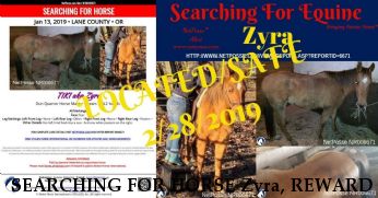 SEARCHING FOR HORSE Zyra, REWARD  - LOCATED/SAFE Near Junction City, OR, 97448